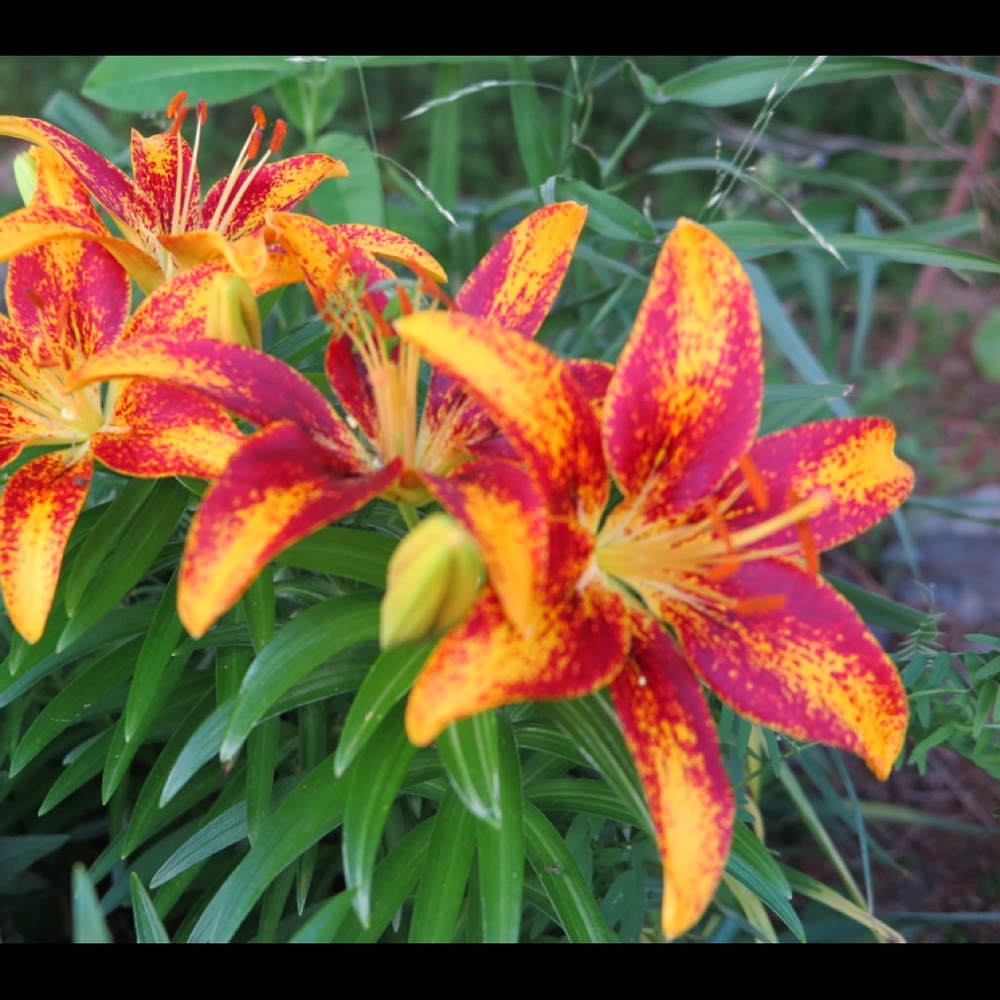 Meet your Posher, Lore